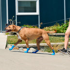 Dog walking outdoors wearing blue anti-slip grip socks on all four paws