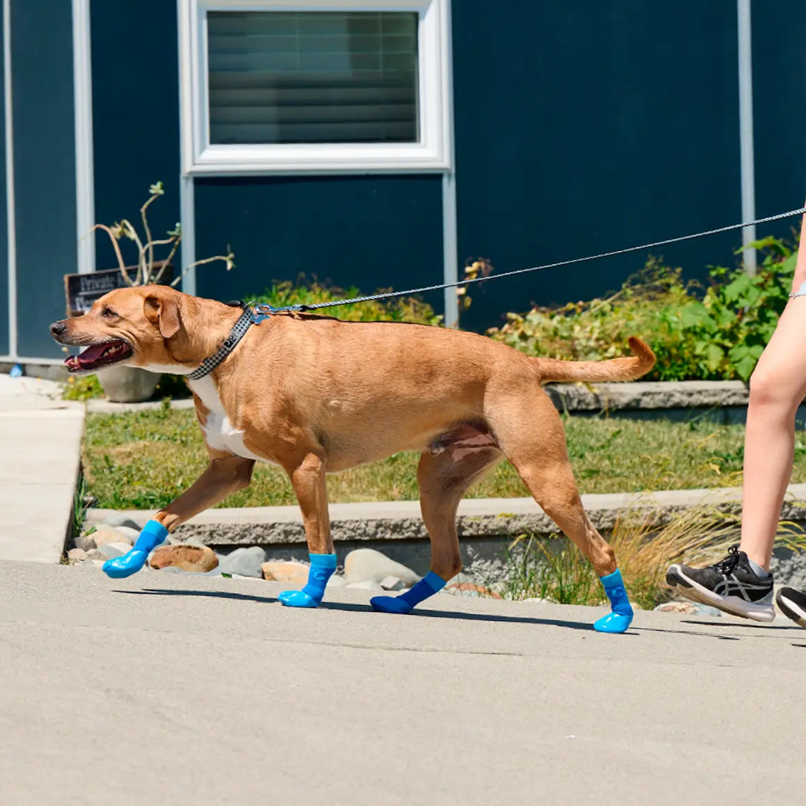 Dog walking outdoors wearing blue anti-slip grip socks on all four paws