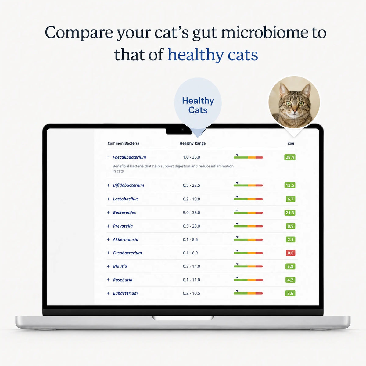 Laptop showing a cat's gut microbiome results compared with healthy cats
