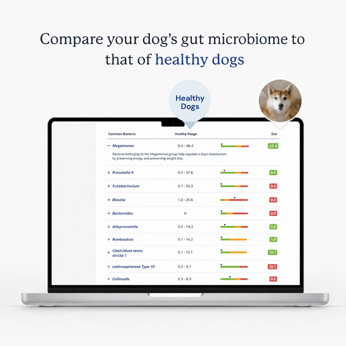 Laptop showing a dog's gut microbiome results compared with healthy dogs